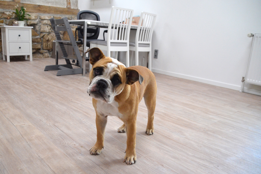 Selbstredend, Praxis für Logopädie mit Therapiehund Emma