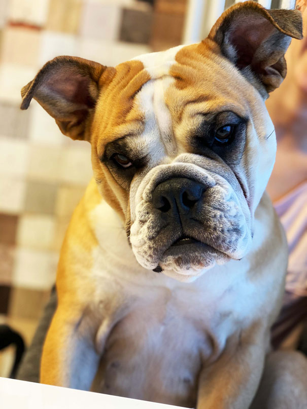 Selbstredend, Praxis für Logopädie mit Therapiehund Emma