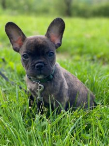Französische Bulldogge Therapiehund in Ausbildung Hektor Welpe Logopädie Praxis Selbstredend Nürtingen