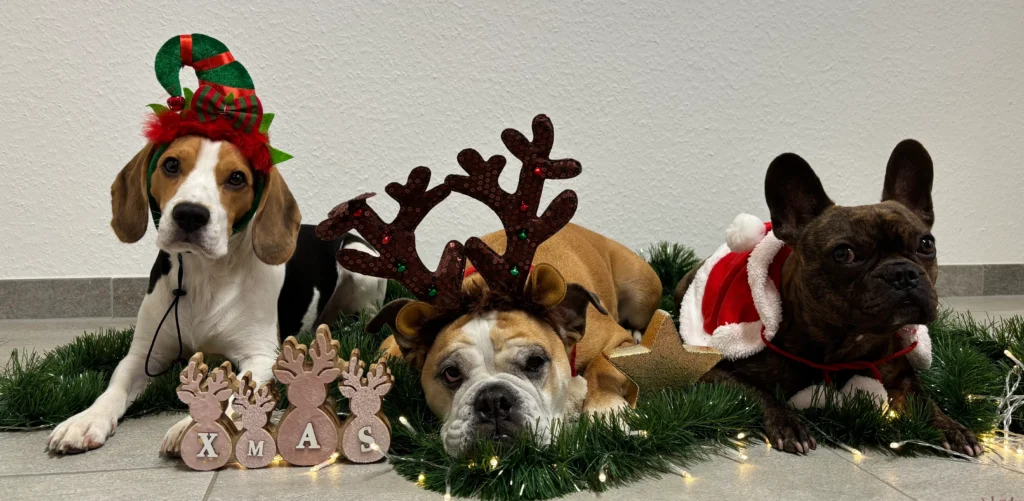 Alle drei Thereapiehunde mit Weihnachtsdeko verziert